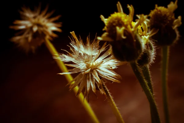 Flor planta grama — Fotografia de Stock