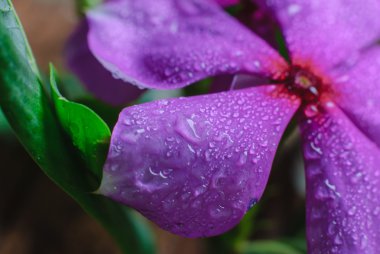 güzel Cezayir menekşesi çiçekler