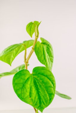 Yeşil tembul yaprak