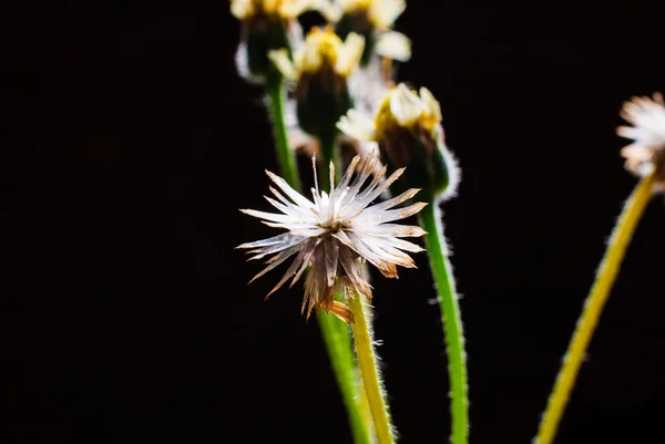 Flower plant grass weed in the nature — Stock Photo, Image