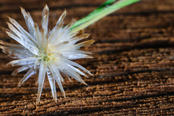 Herbe de plante de fleur — Photo