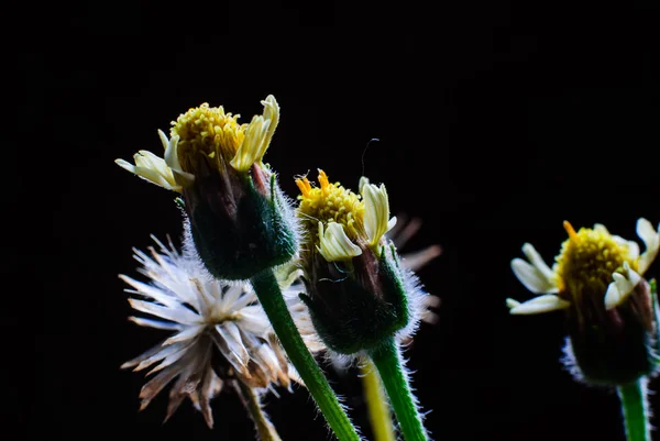 Λουλούδι ζιζανίων χλόης εγκαταστάσεων στη φύση — Φωτογραφία Αρχείου
