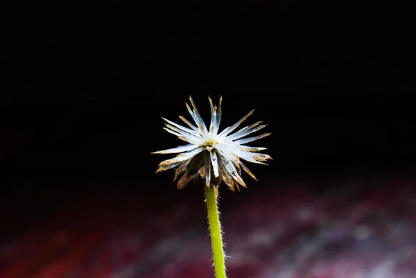 Herbe de plante de fleur — Photo