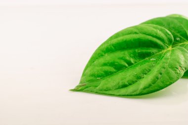 Yeşil tembul yaprak