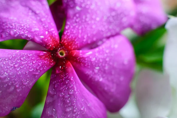 Schöne Vinca-Blumen — Stockfoto
