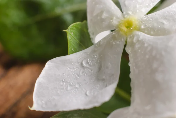 Kwiaty piękne vinca — Zdjęcie stockowe