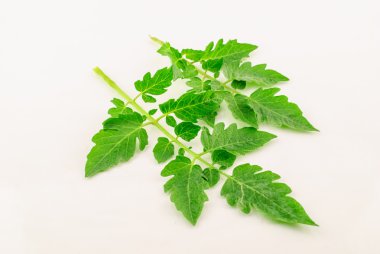 domates yaprak yeşil