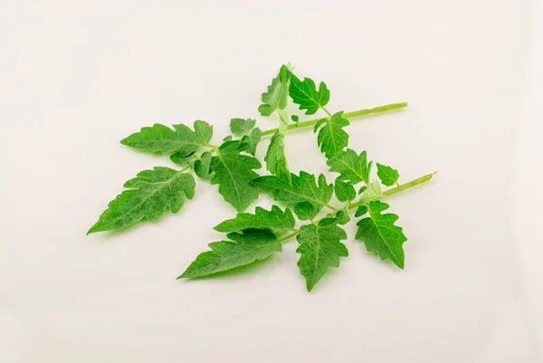 Zelené listy rajčete — Stock fotografie