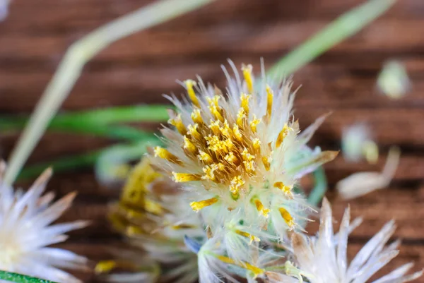 Hierba vegetal —  Fotos de Stock