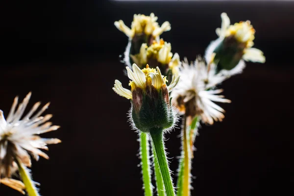 Flor planta grama — Fotografia de Stock