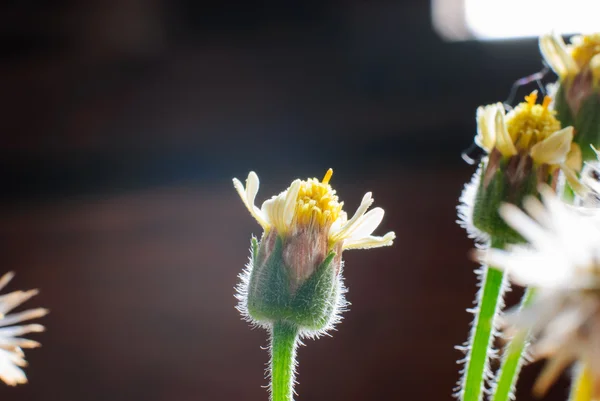 Flor planta grama — Fotografia de Stock