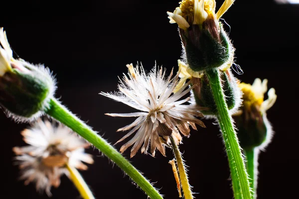 Pianta da fiore erba erbaccia nella natura — Foto Stock