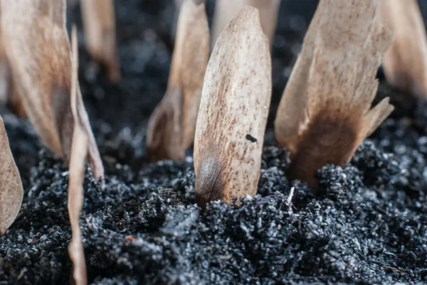 Seeds planted — Stock Photo, Image