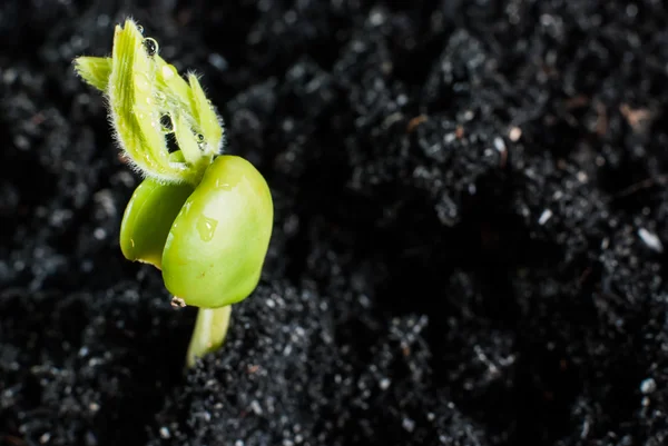 Молодий tamarind Розсада — стокове фото