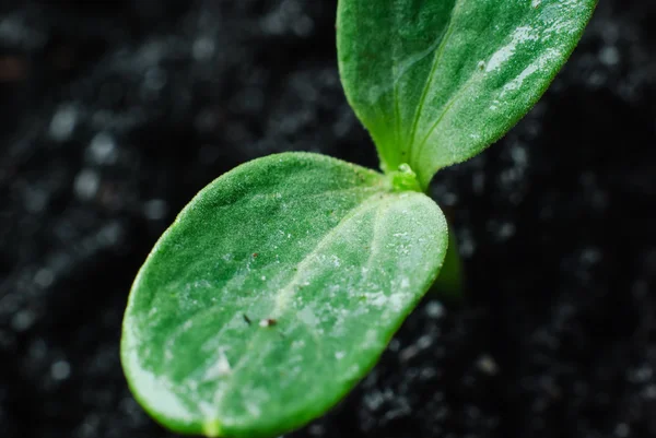 Uma planta verde — Fotografia de Stock