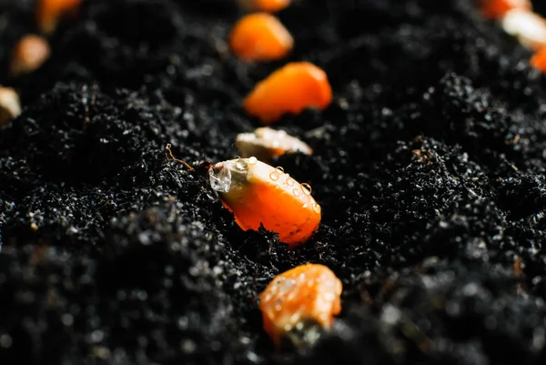 肥沃な土壌にコーンの種子 — ストック写真