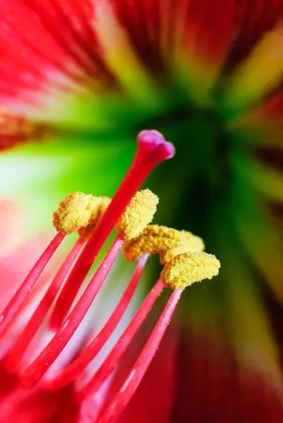 Flor de amarilis — Foto de Stock