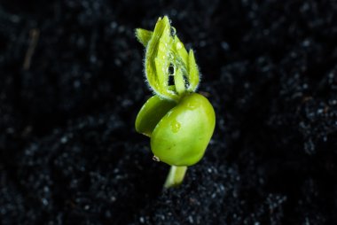 Genç demirhindi Filiz 