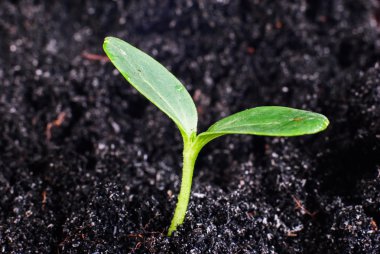  büyüyen genç yeşil lahanası