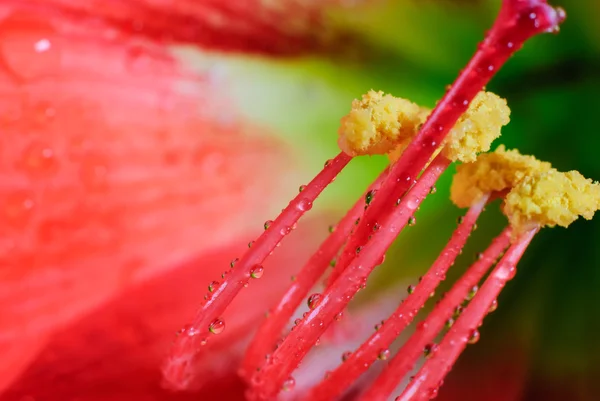 Flor Amaryllis — Fotografia de Stock