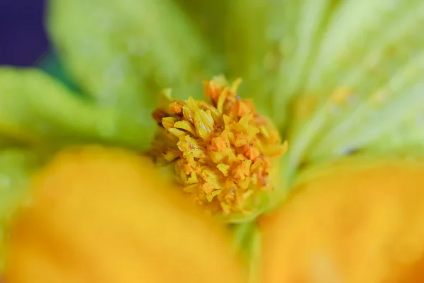 Flor del cosmos —  Fotos de Stock