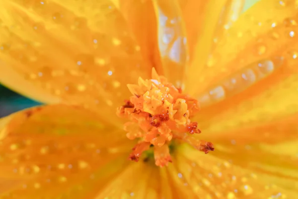 Cosmos çiçek — Stok fotoğraf