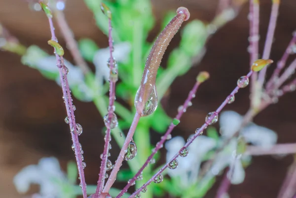 Gotas de água — Fotografia de Stock