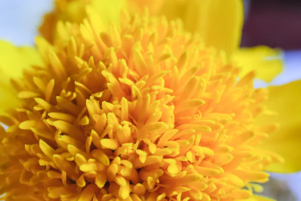Macro tiro de flor de calêndula — Fotografia de Stock
