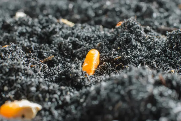 肥沃な土壌にコーンの種子 — ストック写真
