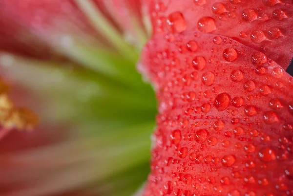 Flor de amarilis — Foto de Stock