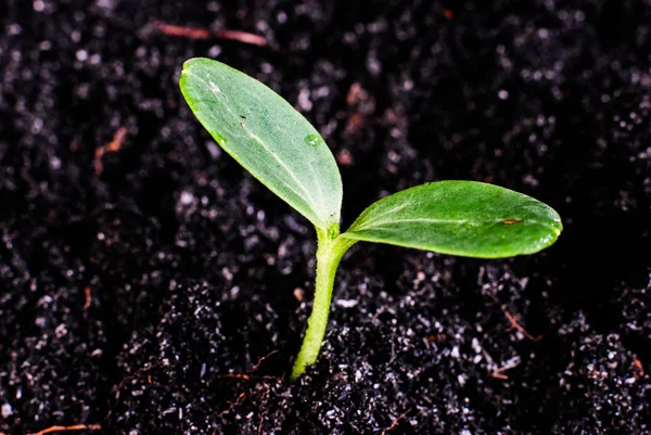 Young green sprouts growing — Stock Photo, Image