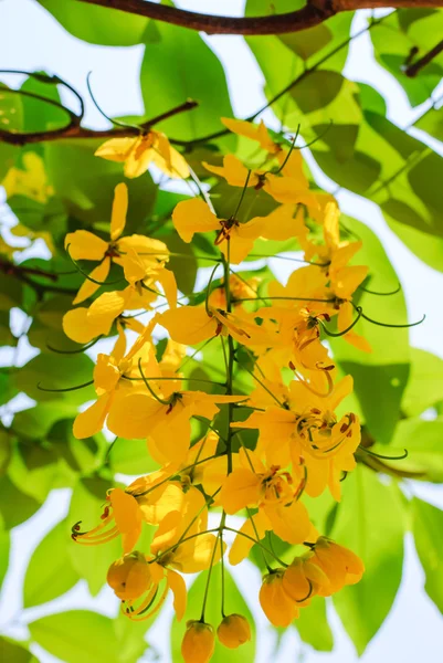 Gouden douche bloemen — Stockfoto