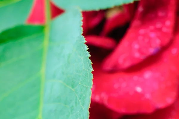 Rose leaves — Stock Photo, Image