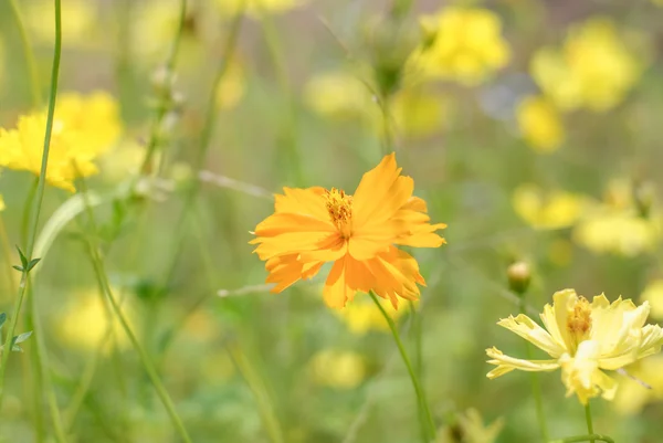 Flor del cosmos —  Fotos de Stock