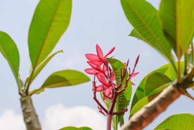 pembe plumeria