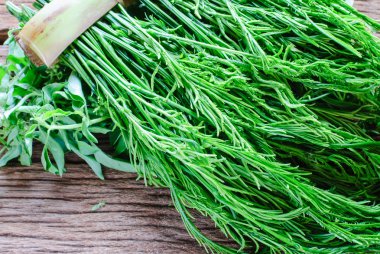 Yeşil akasya Pennata