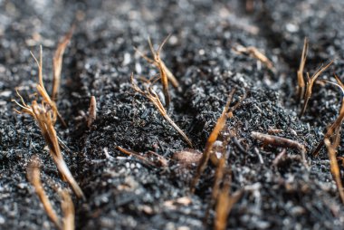  kadife çiçeği tohumu