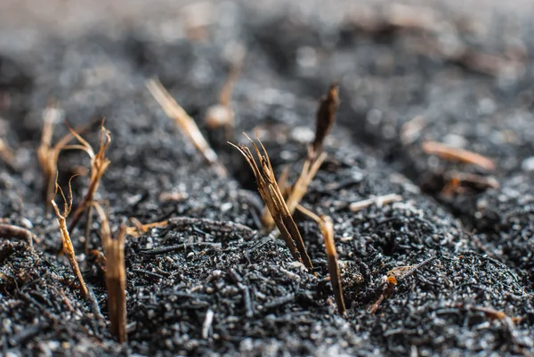 Marigold seed — Stock Photo, Image