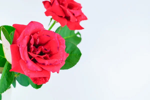 Απομονωμένο κόκκινο τριαντάφυλλο — Φωτογραφία Αρχείου