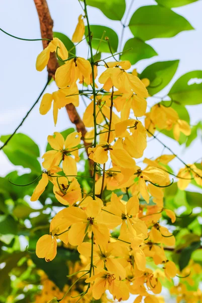 Goldene Duschblumen — Stockfoto