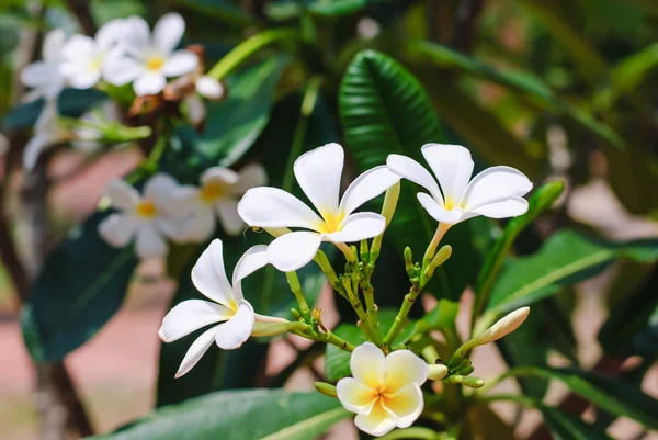 Plumeria weiß — Stockfoto