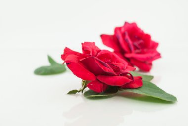 kırmızı gül izole 