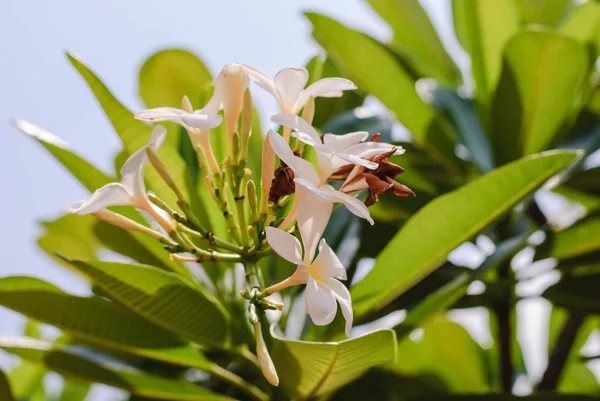 Plumeria — Stockfoto