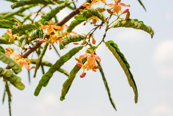 Blüten der Tamarinde — Stockfoto
