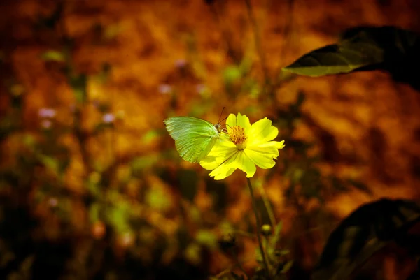 Kosmosblume — Stockfoto