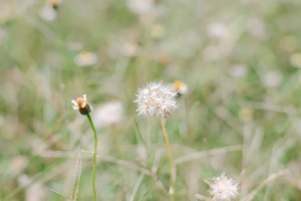 Flower plant grass weed — Stock Photo, Image