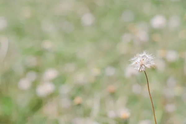 Flor planta erva erva daninha — Fotografia de Stock