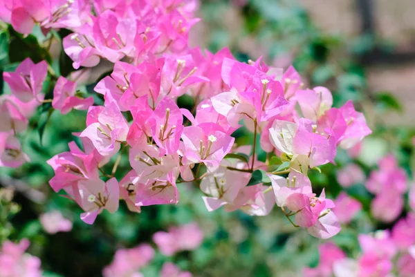 Рожевий Бугенвіль — стокове фото