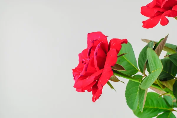 Rote Rose isoliert — Stockfoto