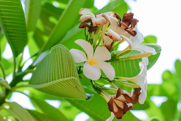 Plumeria — Stok fotoğraf